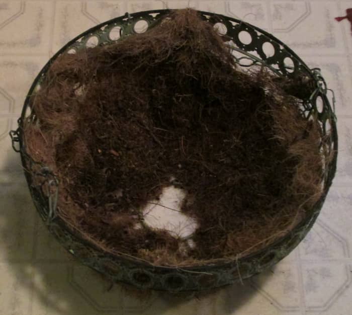 Metal hanging basket with coir liner. Notice the drainage hole in the bottom—that's very important.