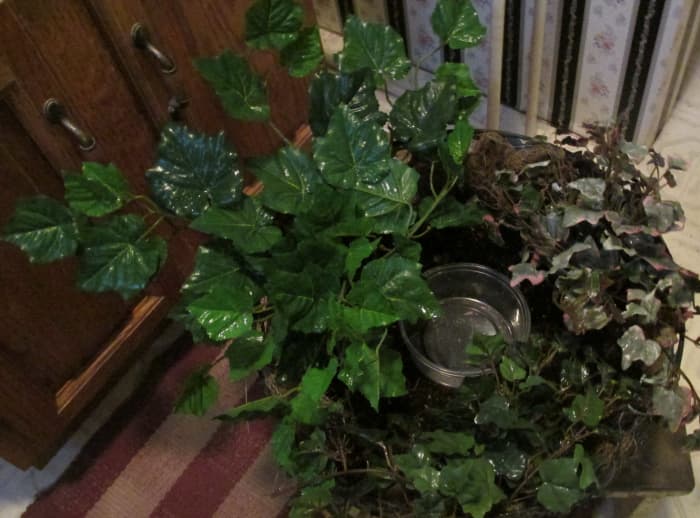 Arrange plants so they are pleasing to you. After all, once the birds have fledged, you'll have your basket back again!