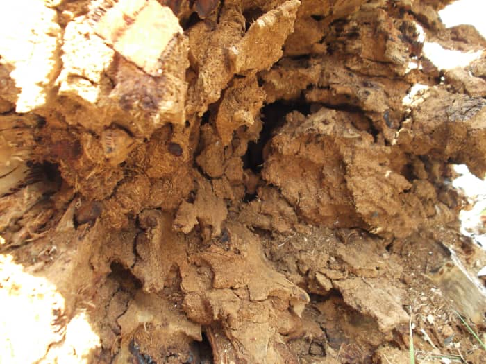 All of this damage to my gum tree was ultimately caused by two flying termites.