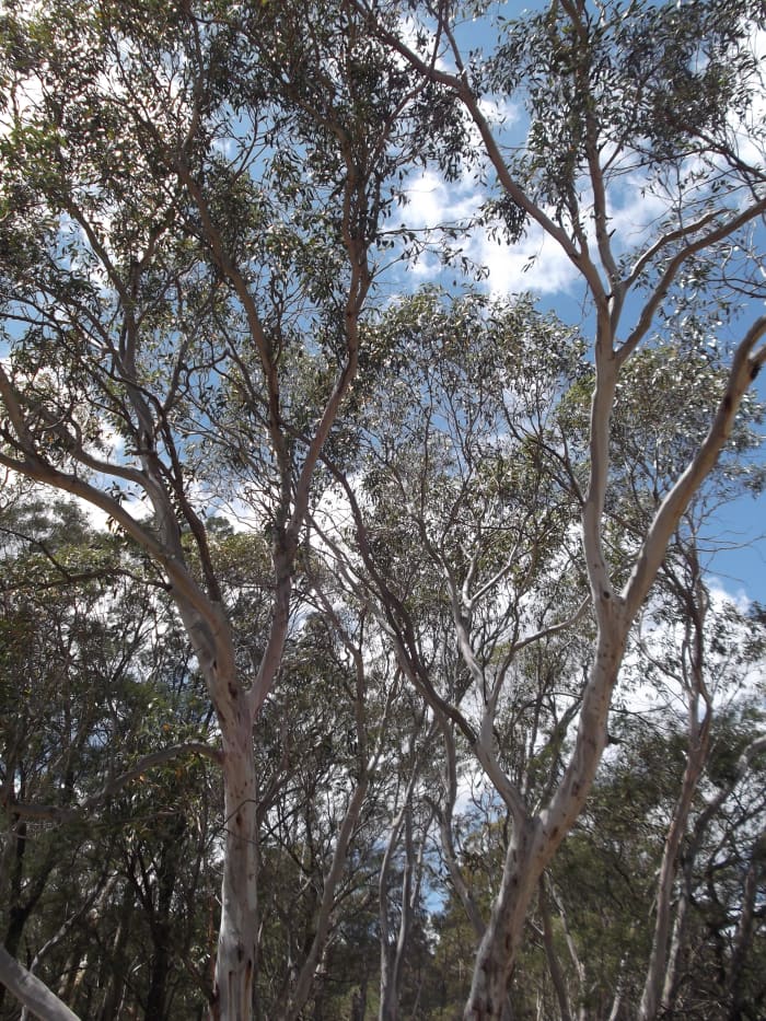 With so many towering gum trees near my home, there is a constant danger from termite damage. These tall trees could easily crush the roof of my house if they fell.