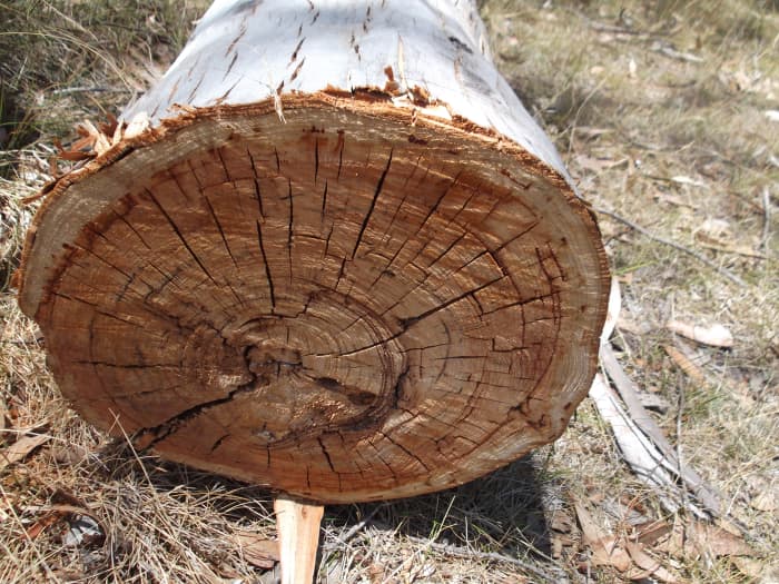 Termite Damage in My Eucalyptus (Gum) Trees - Dengarden