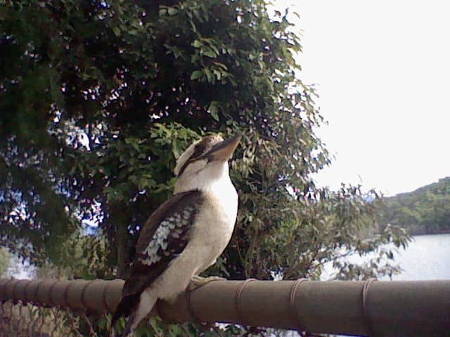 The kookaburra's extremely strong beak is a useful tool for accessing termites.
