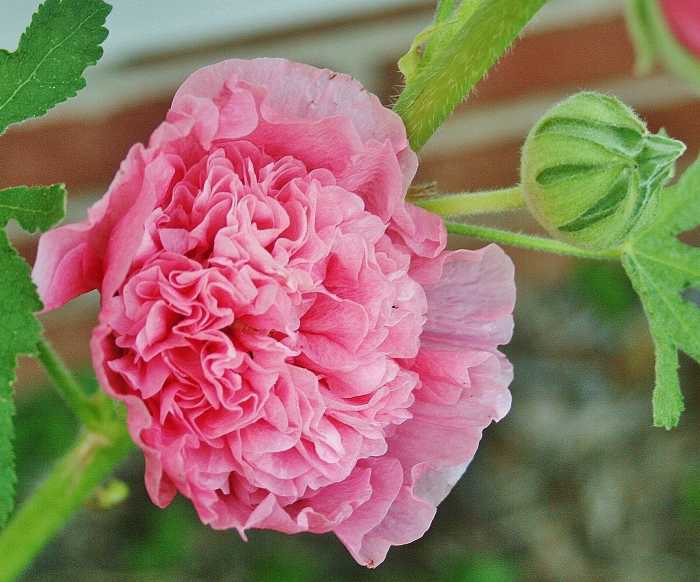 How to Grow Hollyhock From Seed Dengarden