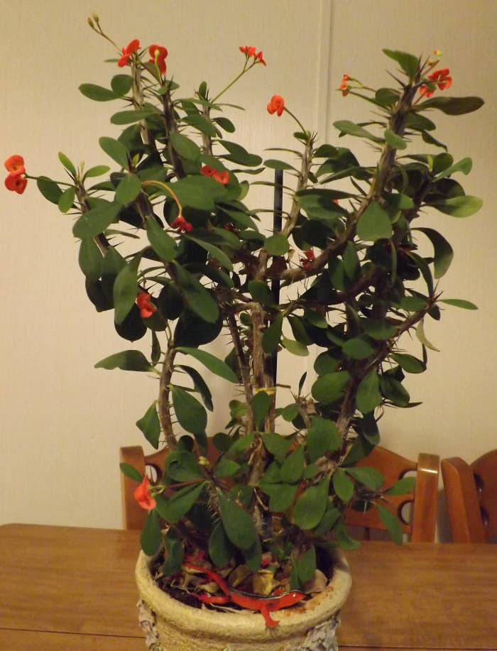 My Crown of Thorns. Its flowers are sticky, so wash your hands after picking up fallen flowers (and leaves).