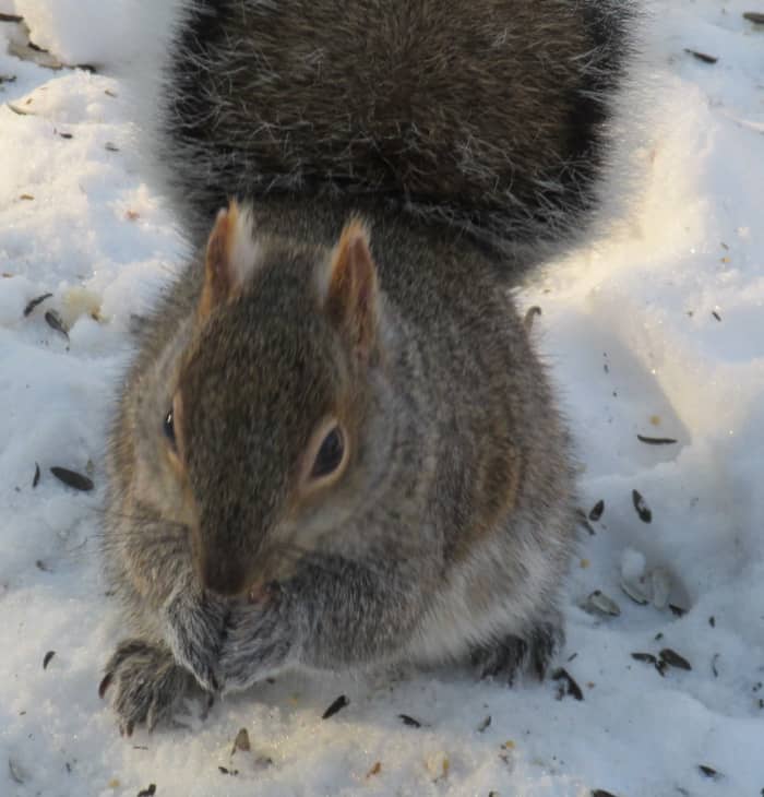 Second-generation rodenticides pose a significant risk to pets and wildlife in the surrounding area.