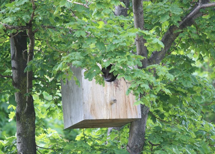Setting up a barn owl nesting box around your home is a great way to use natural predators to control rodent populations.