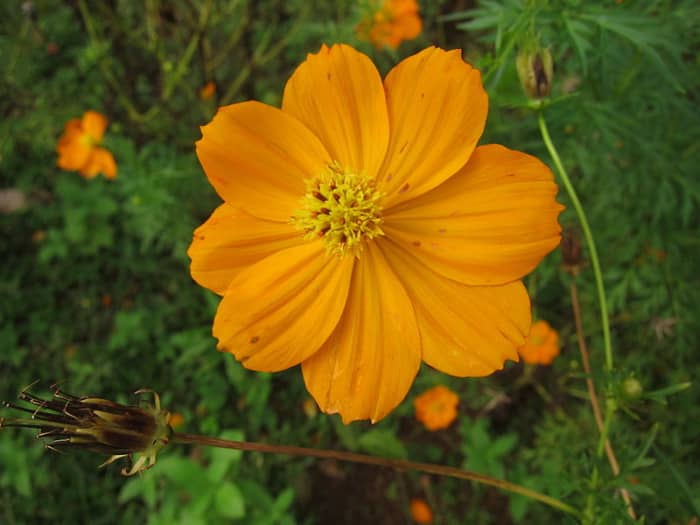 8 Awesome Heat and Drought-Tolerant Annual Flowers and Plants - Dengarden