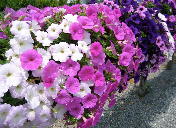 Since they come in most all colors of the rainbow and look wonderful in all kinds of beddings, petunias are a classic summer favorite.