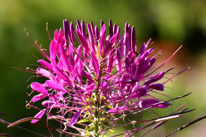 Spider plants are also a great choice if you're looking for annuals that can withstand hot temperatures.
