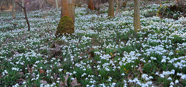 What Are The Earliest Blooming Spring Bulbs? - Dengarden