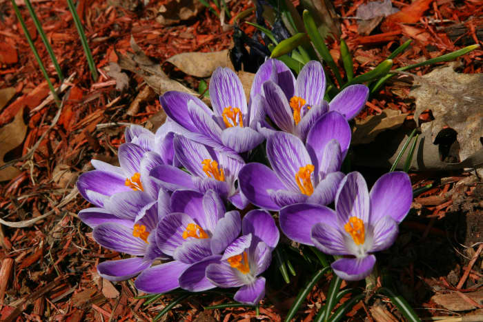 What Are The Earliest Blooming Spring Bulbs? - Dengarden