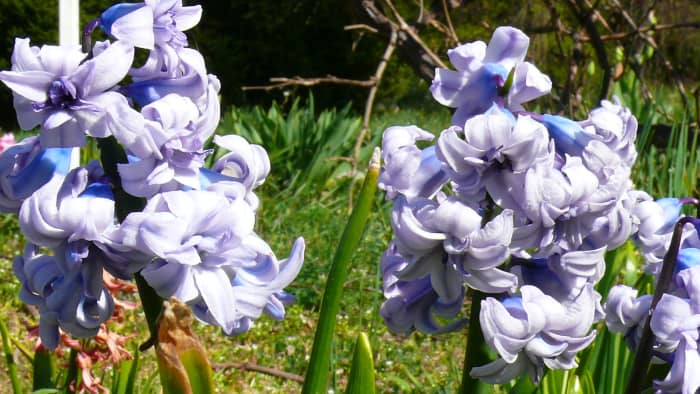 What Are The Earliest Blooming Spring Bulbs? - Dengarden