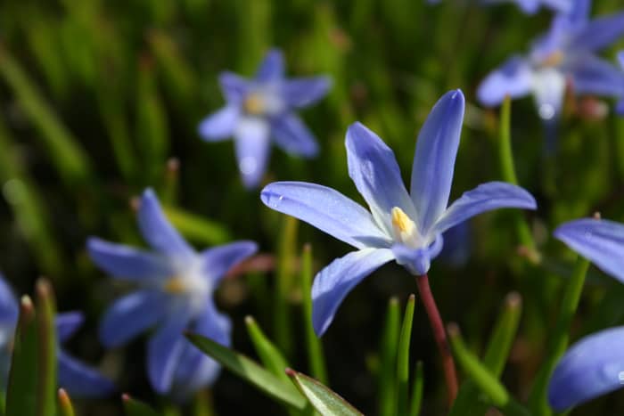 What Are The Earliest Blooming Spring Bulbs? - Dengarden