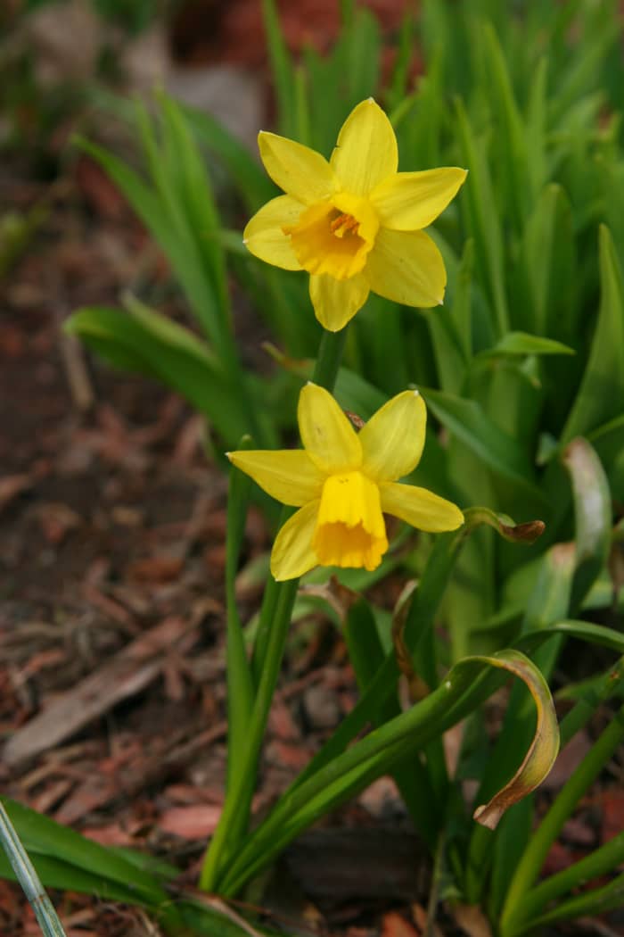 What Are the Earliest Blooming Spring Bulbs? Dengarden