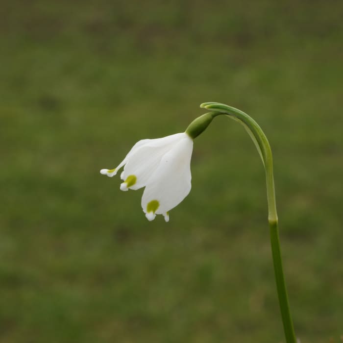 What Are The Earliest Blooming Spring Bulbs? - Dengarden