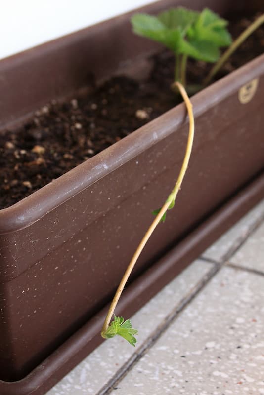 This is a strawberry runner searching for ground. It will grow roots and a we will have a new strawberry plant when it does.