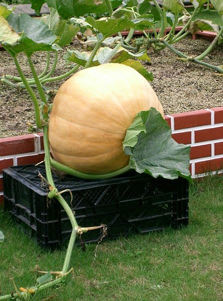 An Atlantic Giant Pumpkin grown in Japan. Usually these pumpkins are much larger.