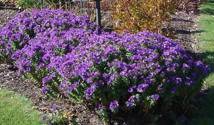 Purple Dome aster may be the best purple fall flower you will find, with a very extended bloom period.