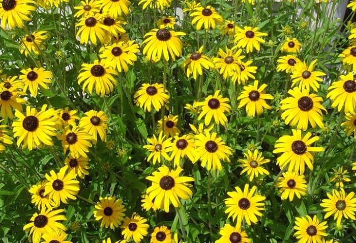 Rudbeckia, or black-eyed Susan, is a very bright addition to the late summer and early fall landscape that will offer color for several weeks.