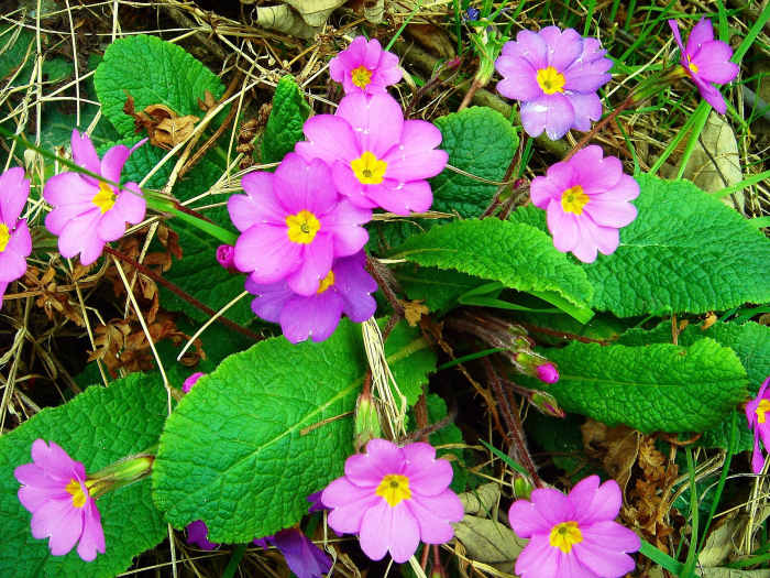 Primulas and Primroses Facts About Beautiful Spring Flowers Dengarden