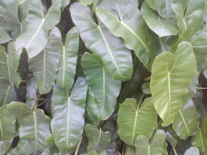Elephant Ear Philodendron