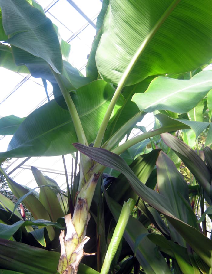 How To Grow Banana Plants In Cool Climates Dengarden