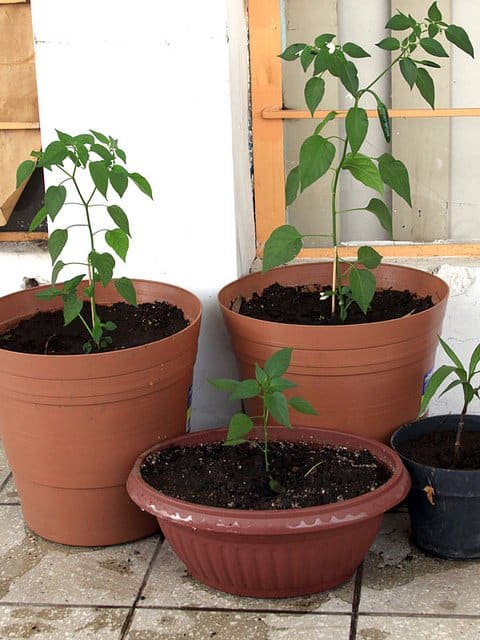 Transplanting with cardboard vs. without. The plants without the cardboard tray grew faster. The two larger plants at the back had no cardboard, the one at the front did.