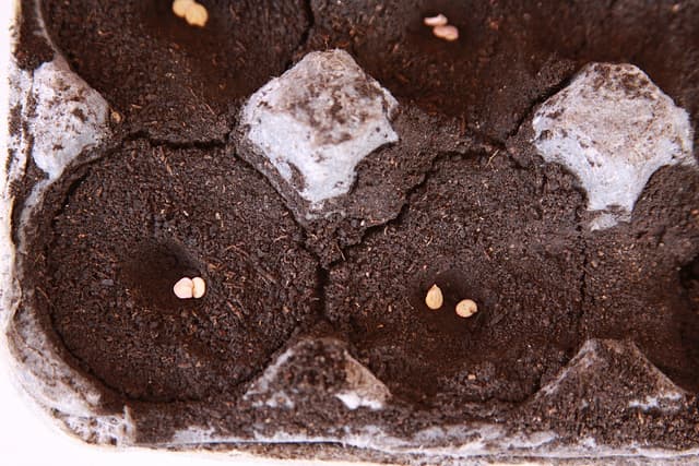 After preparing the tray, make holes with a stick or your finger. Put the seeds inside and cover with earth.