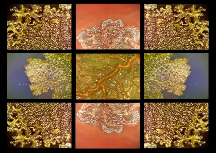 In Greek mythology, the Hydra was a nine-headed monster that grew two heads whenever one was lopped off. This video is a microscopic time-lapsed view of the slime mold Physarum Polycephalum, the latter word Latin for “many-headed.”