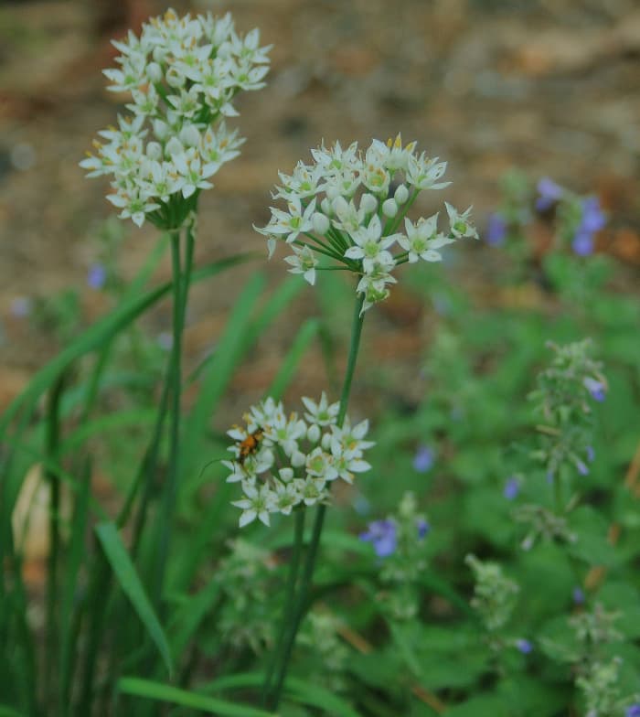Chives are among the open-pollinated vegetable and herb seeds sold by Sweet Corn Organic Nursery.