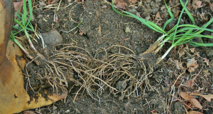 As the dirt falls away, the bulbets, with their roots intact, will eventually separate—you might want to separate the clumps into sets of three to four bulbets.