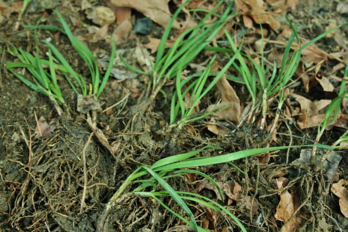 Once the clumps are divided into small clumps of three to four bulbets, it's time to plant them.