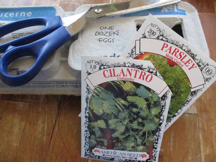How to Start Seeds in Egg Cartons and Transplant Seedlings Dengarden