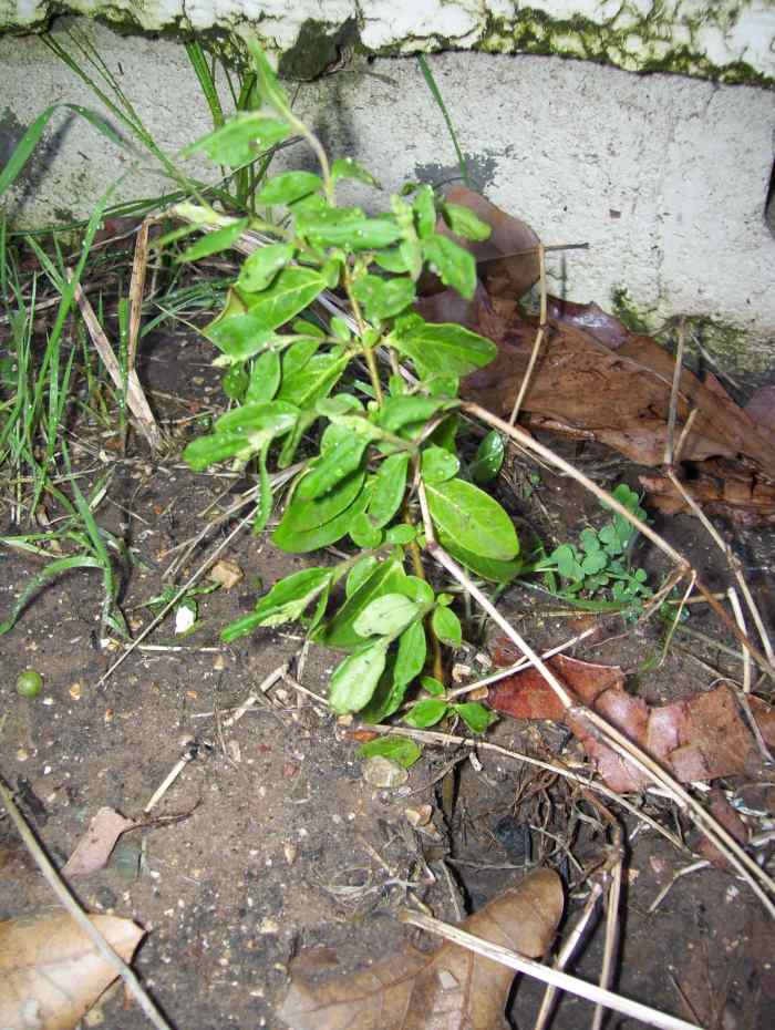 Privet hedge cutting rooted in water then transplanted to sandy soil. 