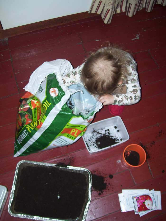 Planting our snapdragon seeds.