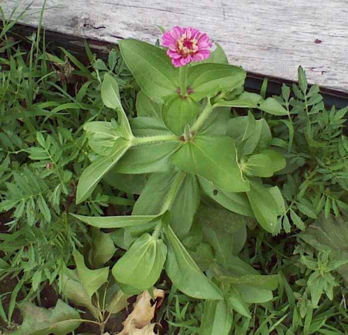 Last year's zinnias and marigolds in a child's flowerbed.