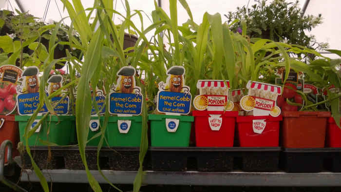 Fun starter plants designed to appeal to kids.