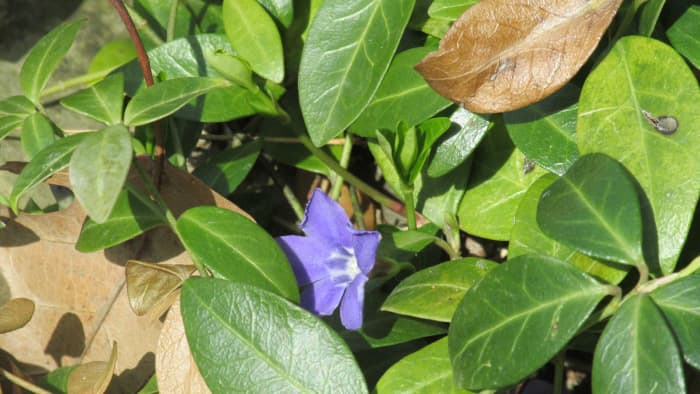 Vinca, also known as periwinkle and creeping myrtle, is a ground cover that works well in difficult places like under bird feeders.