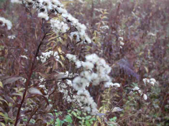 8 Easy Ways to Landscape Under Bird Feeders Dengarden