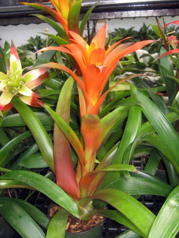 Top 13 Best Flowering Houseplants - Dengarden