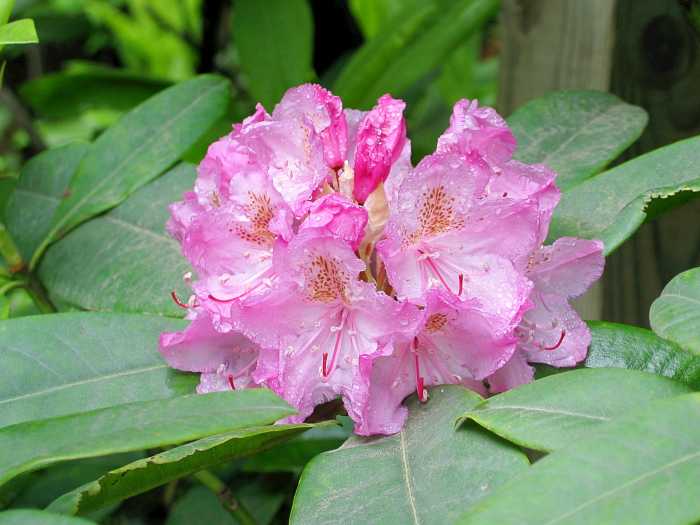 Rhododendron Photos, Facts, and Care Tips Dengarden Home and Garden