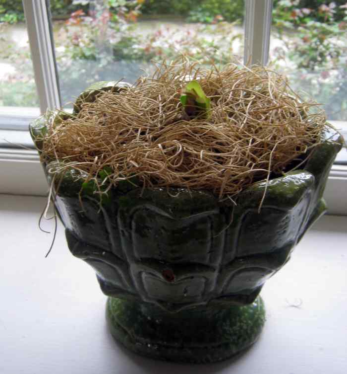 Amaryllis or Hippeastrum How to Grow and Bloom Again Dengarden