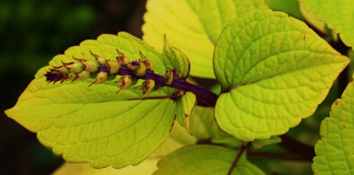 This coleus stem has a prominent terminal bud (a bud at the end of the apical stem). In fact, if it isn't snipped soon, this bud will flower.
