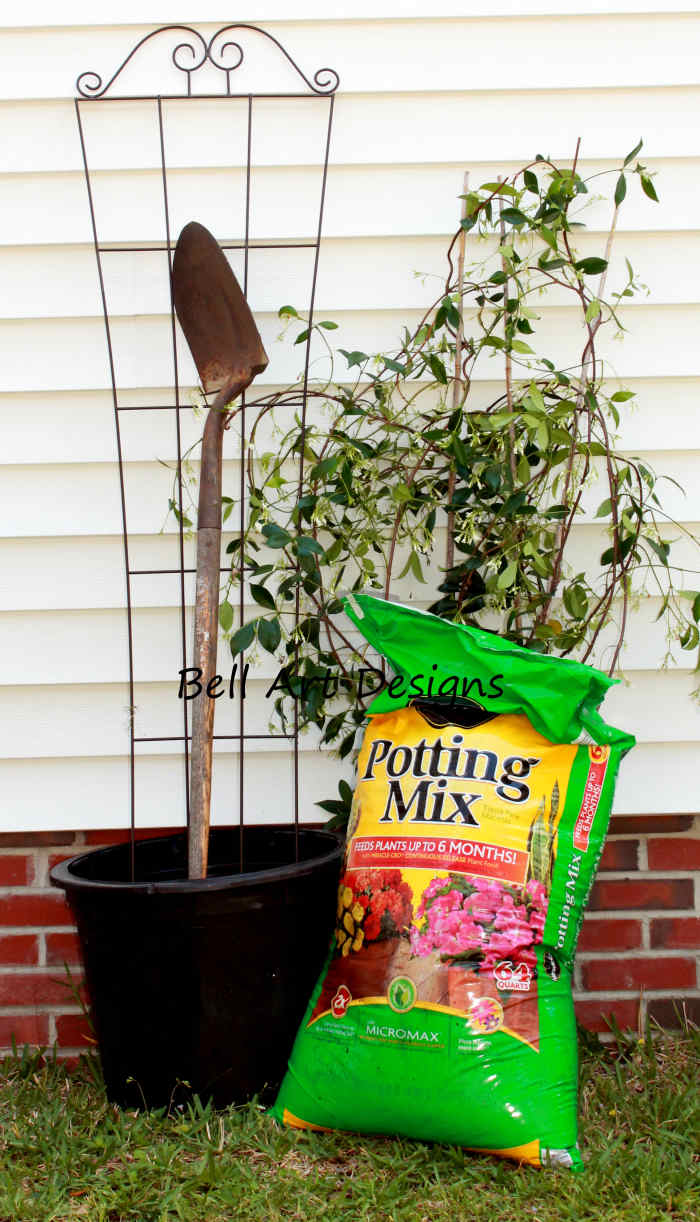 How to Grow Confederate Jasmine in Pots Dengarden