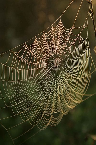Spiders have been making webs for millions of years.