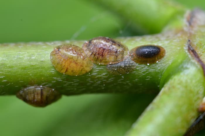 Scale insects also feed sooty mold. (Coccoidea)