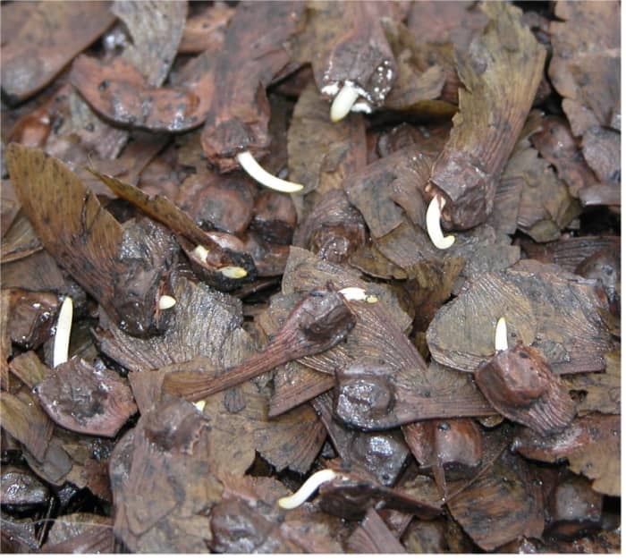 These Amur maple seeds have already been stratified. Soaking and stratifying the seeds help them germinate and sprout.