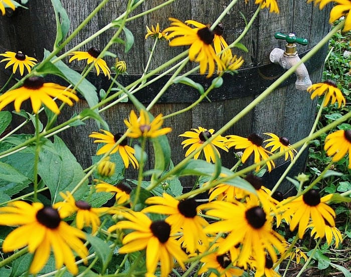 Although thick masses of black-eyed Susan in the shade are pretty at first, the size and location are an invitation to disease. Pictured: our Rudbeckia hirta before being hit by a nasty bout of rust.