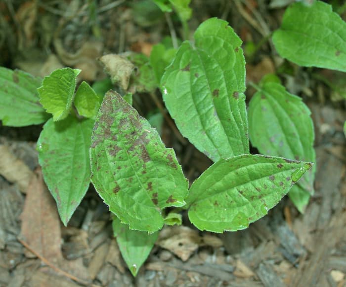 Removing new plants that form from rhizomes at the base of clumps will keep moisture down by improving air flow. And if they're rusty, as these are, you'll definitely want to remove them posthaste!
