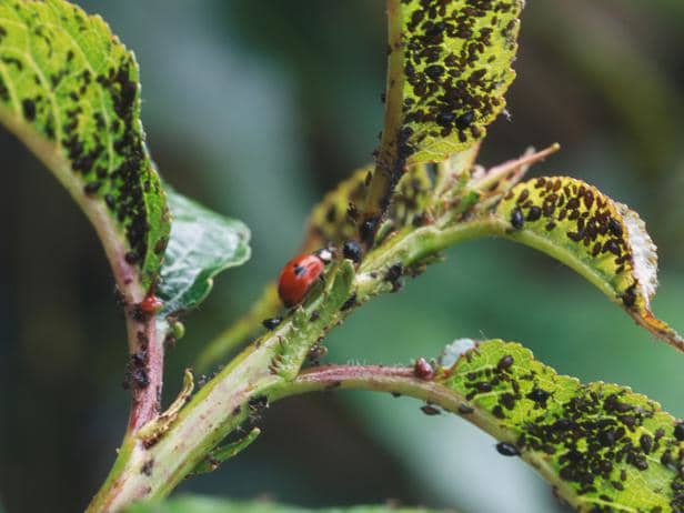 If you're going to turn ladybugs loose in your yard, be sure to plant sunflowers and marigolds to provide a home and a place to lay eggs.